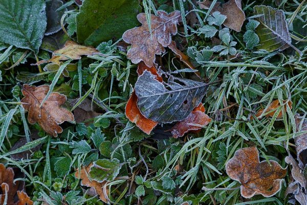 Gelo Congelado Seco Multicolorido Folhas Cobertas Com Geada Chão Floresta — Fotografia de Stock