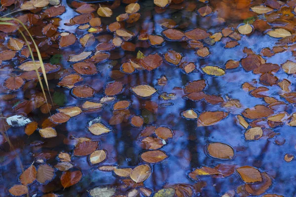 Hojas Color Caído Superficie Agua Azul Brillante Fondo Otoño Colorido —  Fotos de Stock