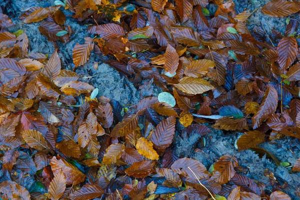 秋天的背景 五彩缤纷的褐色落叶落在潮湿的灰色森林地面上 自然秋天的纹理面C — 图库照片