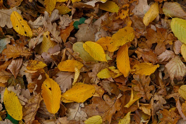 Fondo Otoño Coloridas Hojas Amarillas Marrones Caídas Suelo Del Bosque —  Fotos de Stock