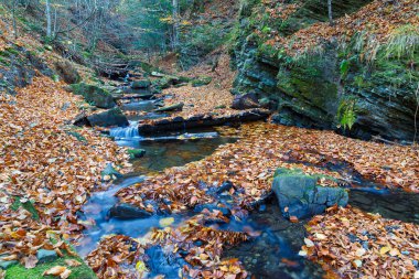 Turichka nehri kıyısındaki dağ geçidinde yaprağın nehre döküldüğü doğa manzarası. Suya düşen yapraklar. Lumshory köyü. Karpatlar. Ukrayna.
