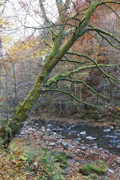 Přírodní Krajina Listím Padá Řeku Pokryté Barevné Listí Horské Rokli — Stock fotografie