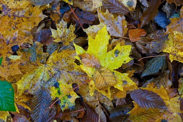 Fondo Otoñal Hojas Caídas Colores Suelo Del Bosque Surfac Texturizado —  Fotos de Stock