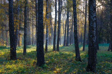 Sis sabah yaprak döken huş ağacı ormanında. Sisli sabah ormanı. Ukrayna manzarası