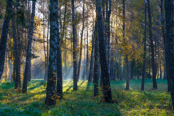 Fog Morning Deciduous Birch Forest Foggy Morning Spring Forest — стоковое фото