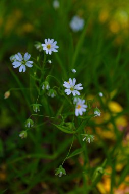 Bulanık arka planda güneşli çayırlarda yabani beyaz çiçekler, seçici bir odak noktası. Bahar çiçekleri. Doğal çiçek arkaplanı