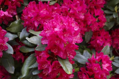 Güzel renkli çiçek açan rhododendron çiçeği bahçeye yakın bulanık yeşil arka planda. Çiçek deseni, doğal arka plan. Seçici odak