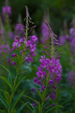 Chamaenerion angustifolium. Epilobium angustifolium. Fireweed 'in pembe çiçekleri açık alanda bulanık arka planda, yakın plan..     