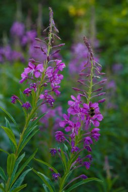 Chamerion angustifolium. Epilobium angustifolium. Fireweed 'in pembe çiçekleri açık alanda bulanık arka planda, yakın plan..     