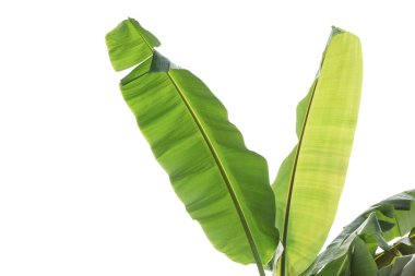 Beyaz arkaplandan ayrılmış muz çiftliği