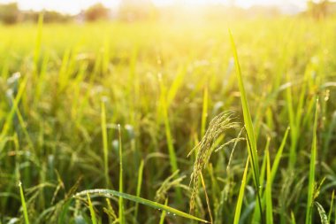 Pirinç bitkileri çiftçilerin hasat mevsimine yakın.