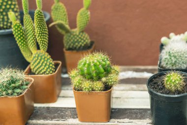 Kaktüs küçük bir tencerede, ahşap bir masada..
