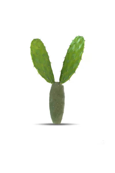 Small Cactus Isolated White Background — Stock Photo, Image