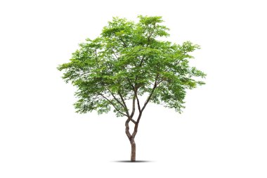 Ağaç güzel görünüyor, beyaz arka planda izole edilmiş..