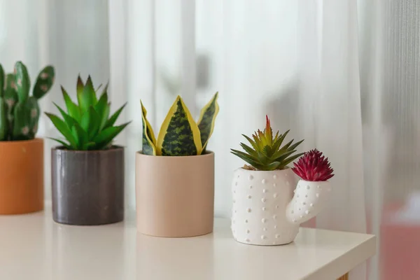 Potted Plant Sits Table Wall House — Stock Photo, Image