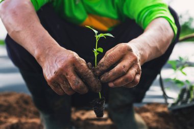 Farmers hold saplings to prepare for planting in the garden