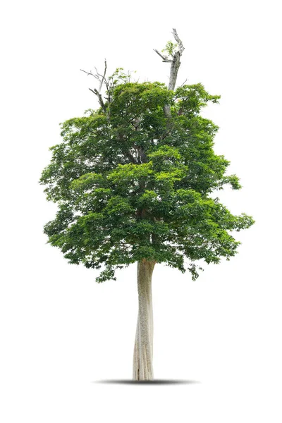 Drzewo Wygląda Pięknie Odizolowane Białym Tle — Zdjęcie stockowe