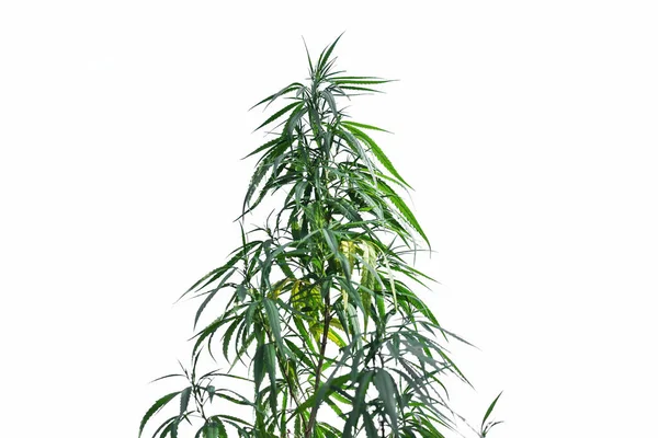 Marijuana Pousse Dans Sol Isolée Sur Fond Blanc — Photo