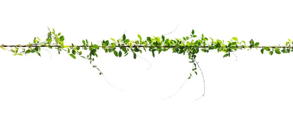 Vine Pole White Background — Stock Photo, Image