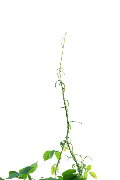 Weinrebe Mit Grünen Blättern Herzförmig Einzeln Auf Weißem Hintergrund Gedreht — Stockfoto