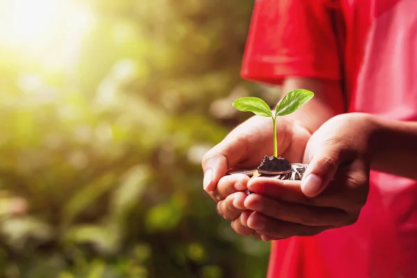 Planting crops on a pile of coins on hand Investment concepts in business