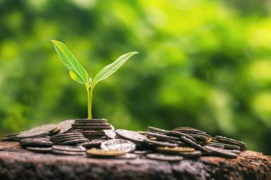 Bozuk paralar, adım büyüyen bitki ve güneş ışığıyla istiflenir. konsept tasarruf parası 