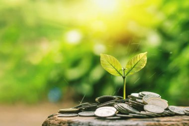Basamaklarda büyümek için bitkilerle dolu madeni paralar. İş büyümesi kavramı