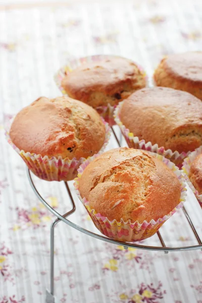Muffins com cranberries e aveia — Fotografia de Stock