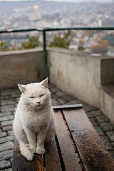 ホームレスの白い猫がベンチに座っている 灰色で悲しい天気 — ストック写真