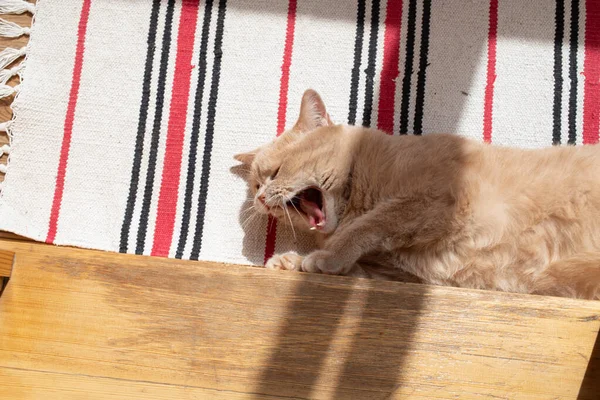 オレンジ色の猫は床に横たわっていて 日光浴をして あくびをしています — ストック写真