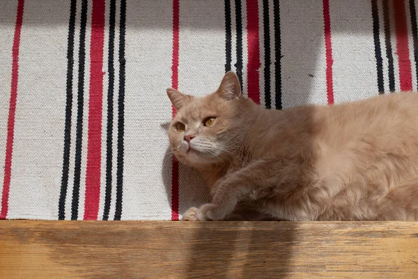 Помаранчевий Кіт Лежить Підлозі Лежить Сонці Думаючи Про Себе Відкритими — стокове фото