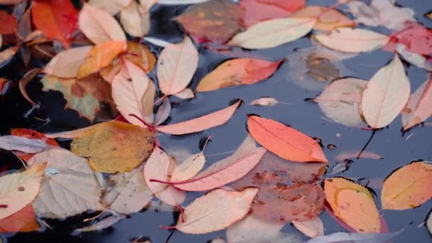 Φθινοπωρινή Φυλλωσιά που επιπλέει στα ήρεμα νερά της λίμνης. Πλάνα αργής κίνησης — Αρχείο Βίντεο