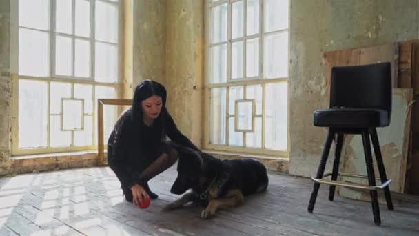 Mestre treina um pastor alemão. Mulher asiática de preto ensina o cão brincando com um brinquedo. Conceito de treinamento de cães. — Vídeo de Stock