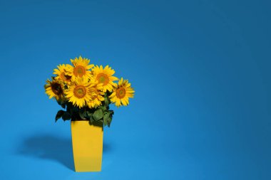 Yaz çiçekleri stüdyosu çekimi. Yaz çiçekleri buketi. Sarı kovada güzel bir demet ayçiçeği, mavi arka planda izole edilmiş düşük ışıkta vazo. Bir vazoda yedi ayçiçeği. 