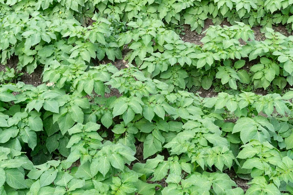 Patates tarlası.