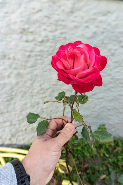 Närbild Röd Ros Och Hand — Stockfoto