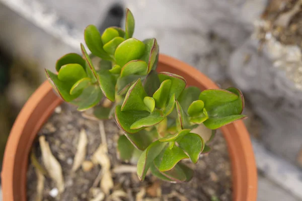 アップビュー鉢植えのヒスイの植物 — ストック写真