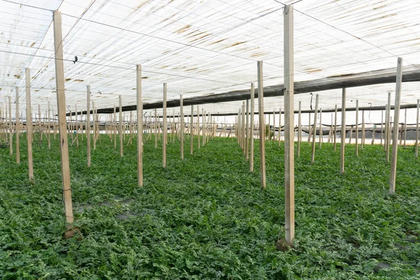 Watermelon Plant Greenhouse — Stock Photo, Image