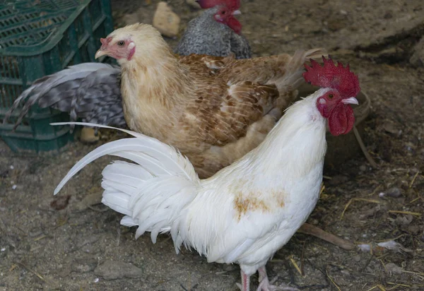 Kippen Hanen Een Hok — Stockfoto