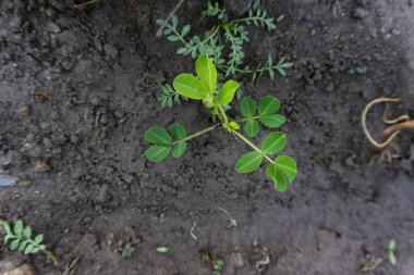 Yerdeki küçük yer fıstığı bitkisi