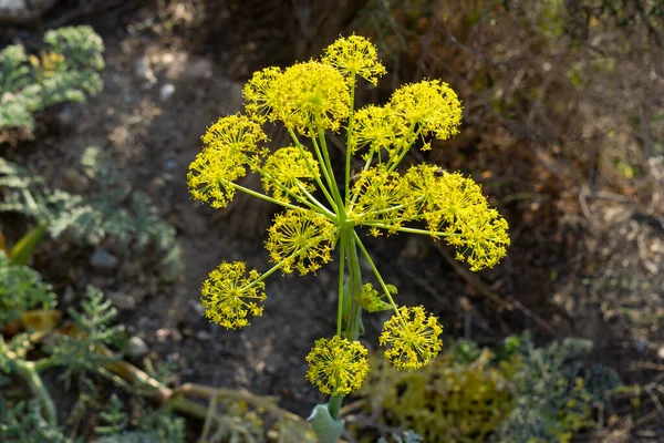 Mountain Flowered Fennel Plant — Stock Photo, Image