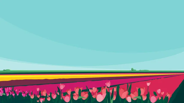 Fields with tulips of different colors. — Vettoriale Stock