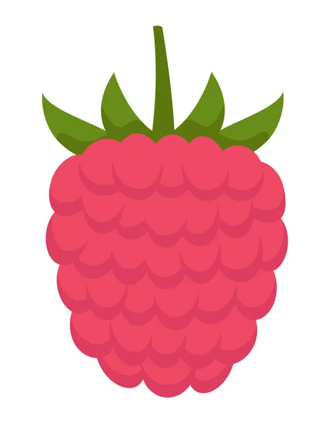Raspberry Front View Berry Cartoon Style — Stock Vector