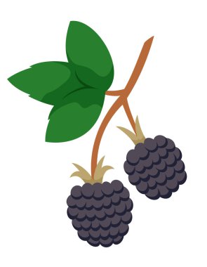 Yapraklı böğürtlen. Çizgi film tarzında meyveler..