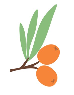 Yapraklı deniz dikeni. Böğürtlenler düz.