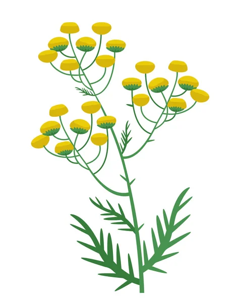 Tansy Cartoon Style Beautiful Wild Flower — 스톡 벡터