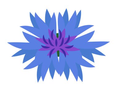 Mısır çiçeğinin üst manzarası. Çizgi film tarzında kır çiçeği..