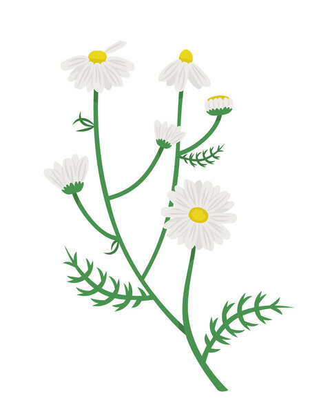 Bush of daisies. Chamomile in cartoon style.