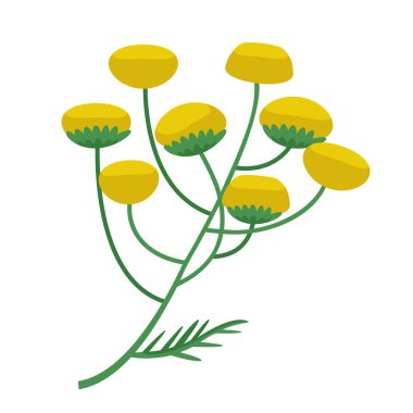 Sprig of tansy in cartoon style. Beautiful wild flower.