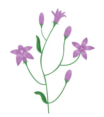 Campanula in cartoon style. Beautiful wildflower.